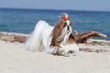 SHIH TZU 071
